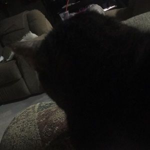 Meet your Posher, Brenna